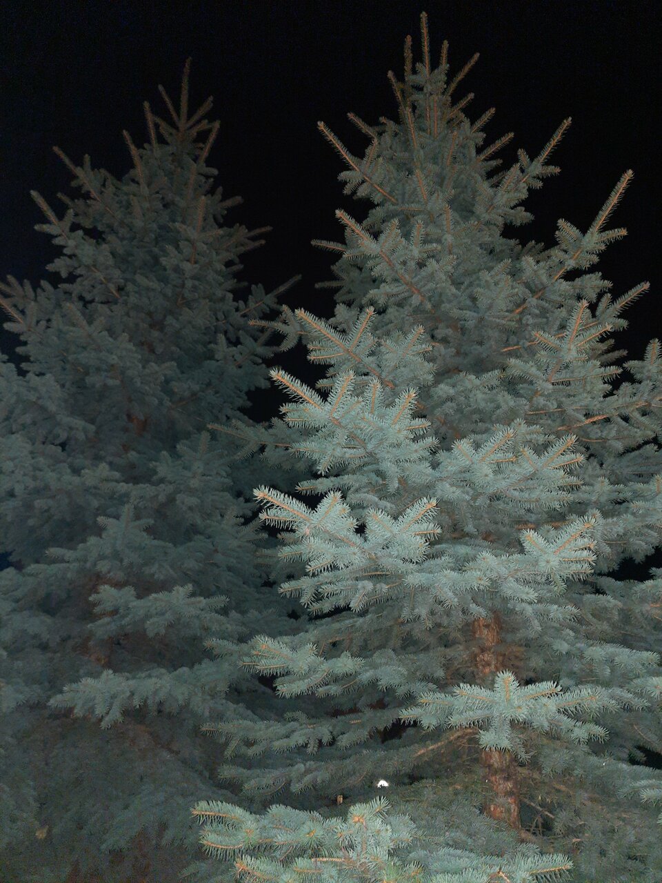 Гостиница Ёлки Калуга-150