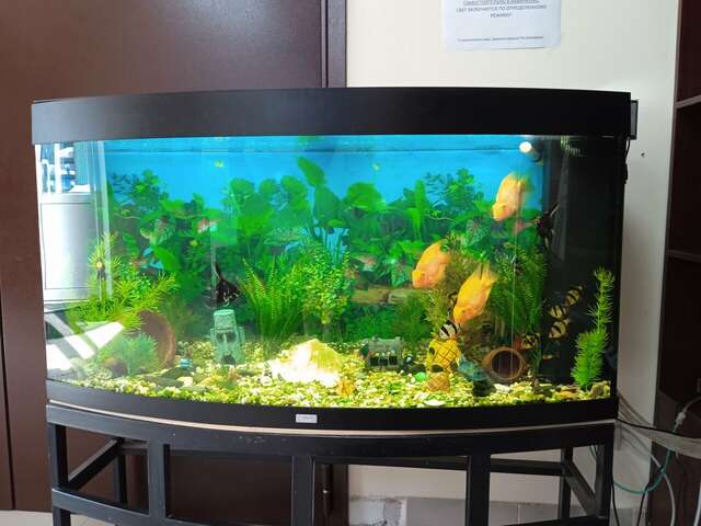 Гостиница Ёлки Калуга-143