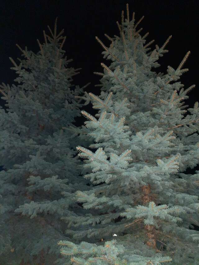 Гостиница Ёлки Калуга-149